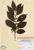 藏品(杜紅花)的圖片